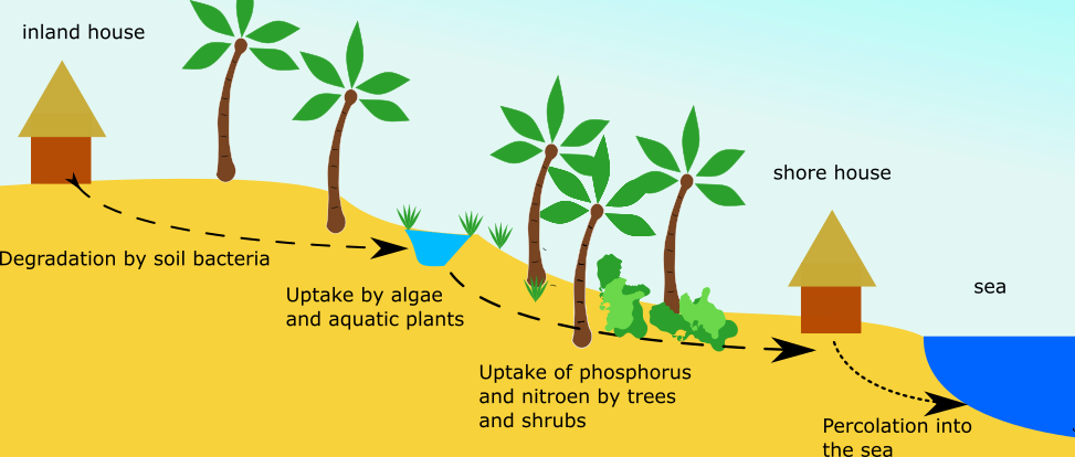 Flo-Bro | How wastewater gets cleaned by plants and bacteria 